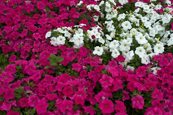 Trasforma la tua casa con una piscina da sogno!